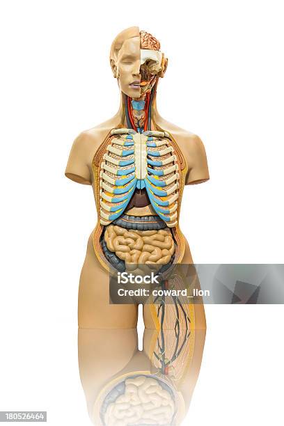 Männliche Anatomiemodell Auf Weiß Stockfoto und mehr Bilder von Anatomie - Anatomie, Bauch, Bildung