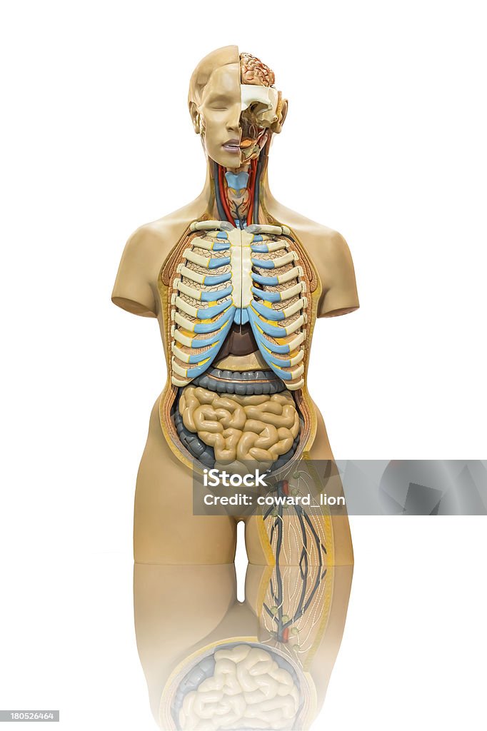 Anatomia maschile modello in bianco - Foto stock royalty-free di Addome