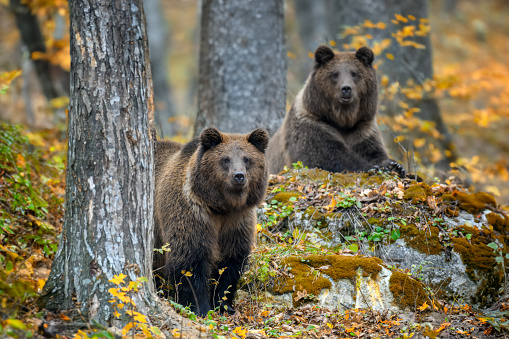 Two brown bear in autumn forest. Animal in nature habitat. Big mammal. Wildlife scene