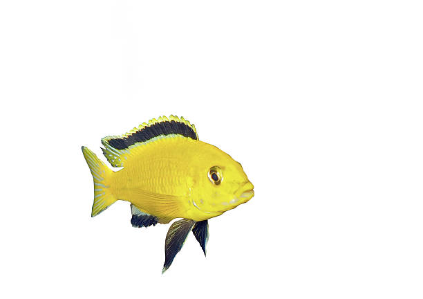 istock Aquarium Fish- Cichlid Hummingbird Yellow. 180526784
