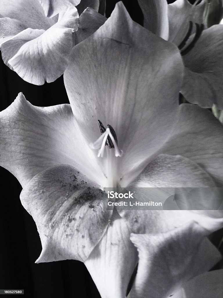 Цветок Черный и белый Гладио�лус - Стоковые фото Без людей роялти-фри
