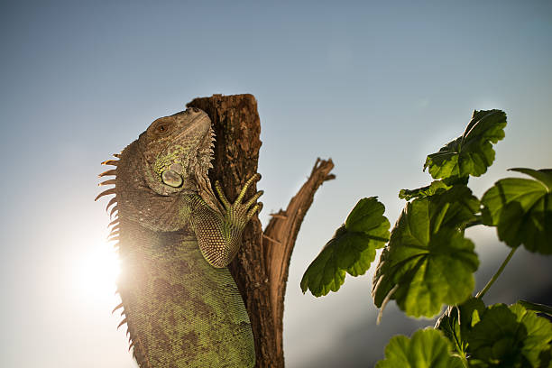 istock iguana crawling on a piece of wood and posing 180527954