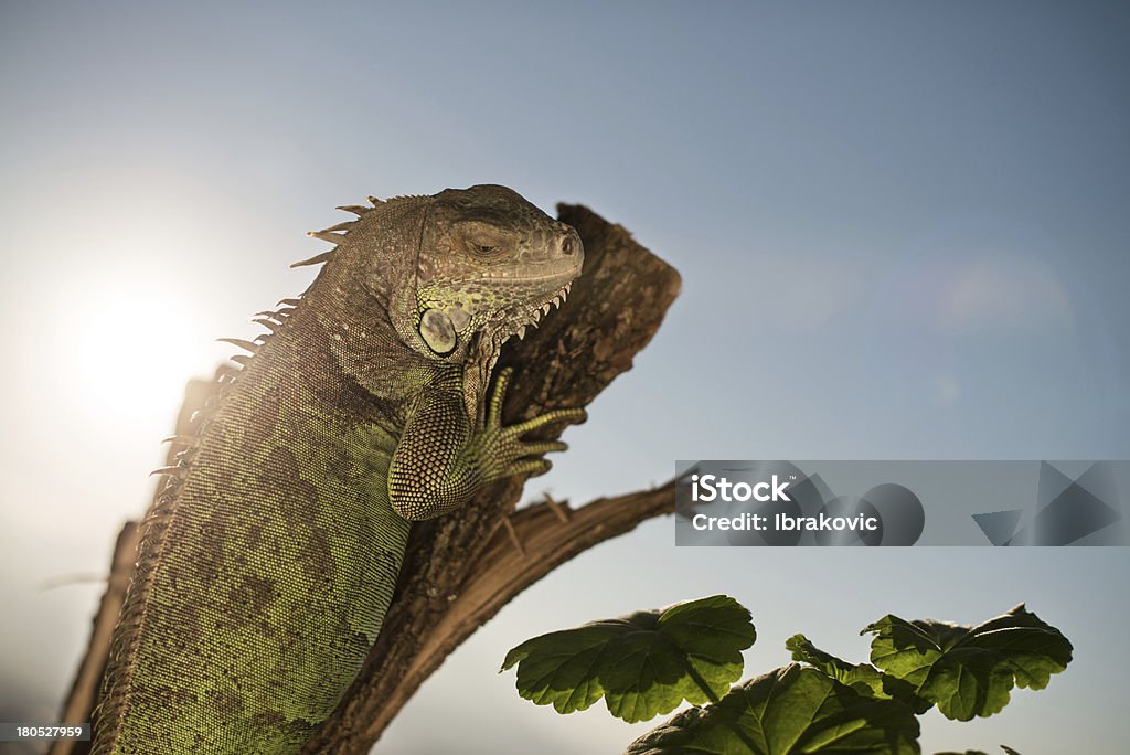 Iguane ramper sur un morceau de bois et de poser pour une photo - Photo de Amphibien libre de droits