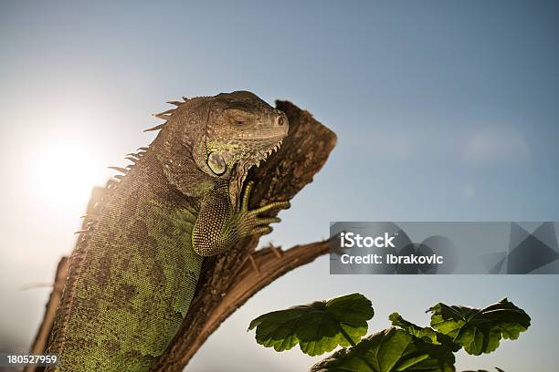 Iguana Gatinhar Em Um Pedaço De Madeira E Posando - Fotografias de stock e mais imagens de Anfíbio - Anfíbio, Animal, Animal Doméstico