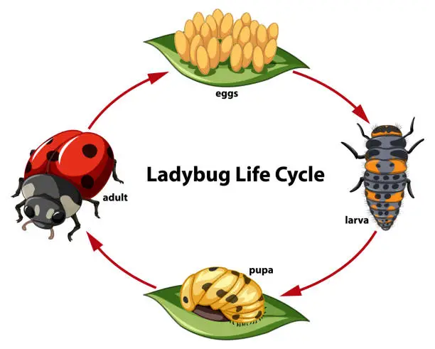 Vector illustration of Biology Study: Ladybug Life Cycle Diagram