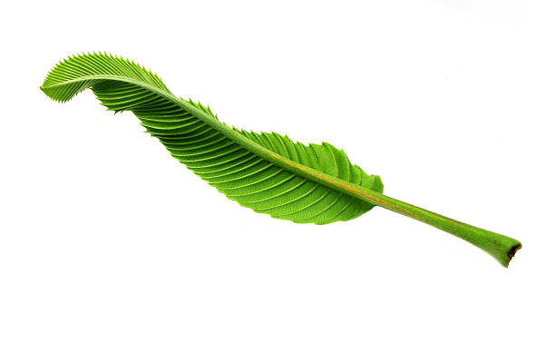 istock leaves of elephant apple 180529085