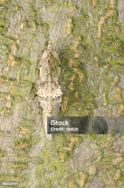 Insekt Schmetterling Cocoon Stockfoto und mehr Bilder von Baum - Baum, Braun, Extreme Nahaufnahme
