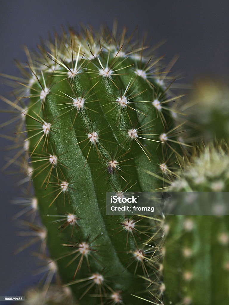 cactus cactus close up Backgrounds Stock Photo