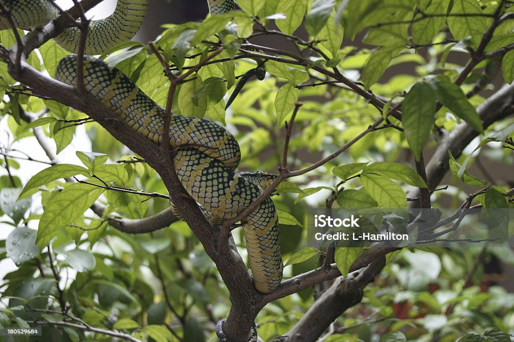 Serpente in un albero - Foto stock royalty-free di Albero