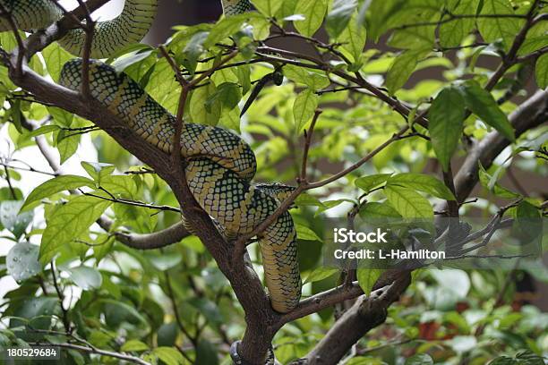 Serpente In Un Albero - Fotografie stock e altre immagini di Albero - Albero, Animale, Asia