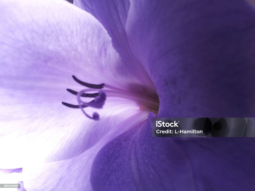 Flor-Gladíolo close-up - Foto de stock de Dia royalty-free