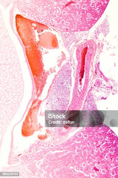 Esame Microscopico Sezione Di Tessuto Del Rene - Fotografie stock e altre immagini di Micrografia - Micrografia, Anatomia umana, Biologia