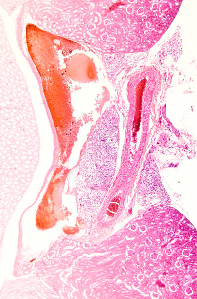 microscopic section of  kidney tissue stock photo
