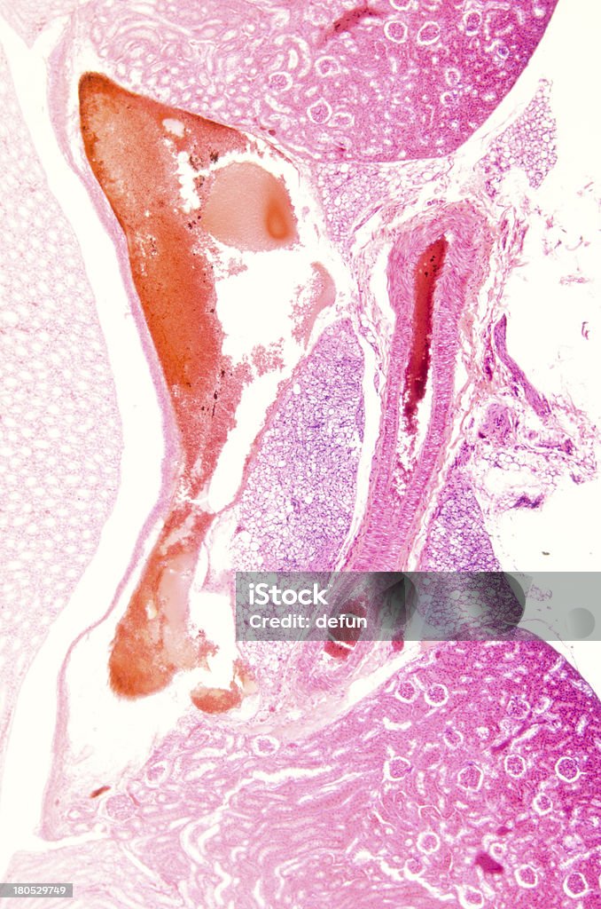 Mikroskopowe tkanek części nerek - Zbiór zdjęć royalty-free (Mikrografia naukowa)