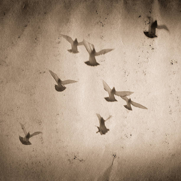 istock flying dove group old grunge paper texture 180530044
