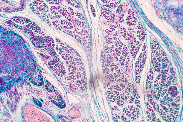 Tissue of Thyroid gland, Lymph gland, Larynx of human and Human blood cells study under microscopic. Characteristics Tissue of Thyroid gland, Lymph gland, Larynx of human and Human blood cells study under microscopic. human tissue stock pictures, royalty-free photos & images