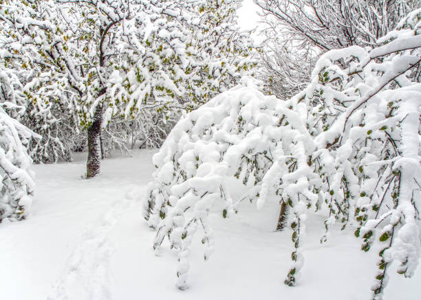 bäume mit schnee bedeckt. - winter woods frost fragility stock-fotos und bilder