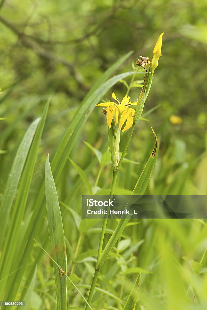 Lirio amarillo, pseudacorus creciente en marsh - Foto de stock de Aire libre libre de derechos