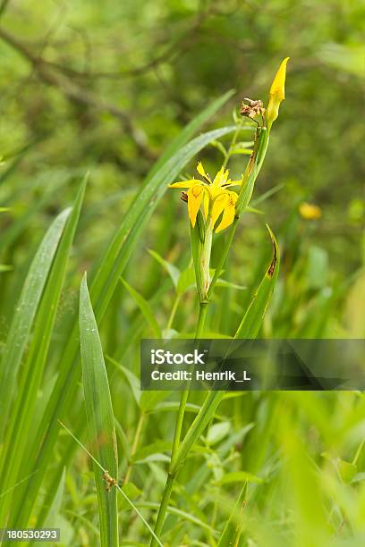 Lirio Amarillo Pseudacorus Creciente En Marsh Foto de stock y más banco de imágenes de Aire libre - Aire libre, Amarillo - Color, Belleza de la naturaleza