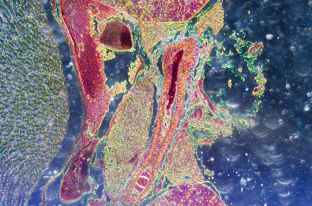 microscopic section of  kidney tissue stock photo