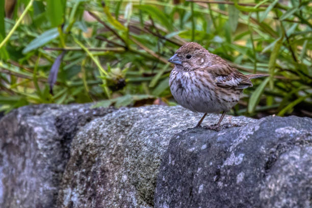 istock Lark Bunting, Vancouver, British Columbia, Canada 1805305278