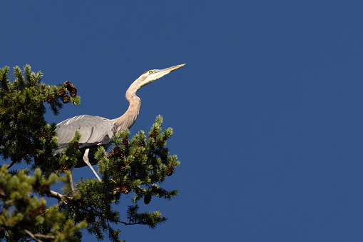 great blue heron perched on top of a tree