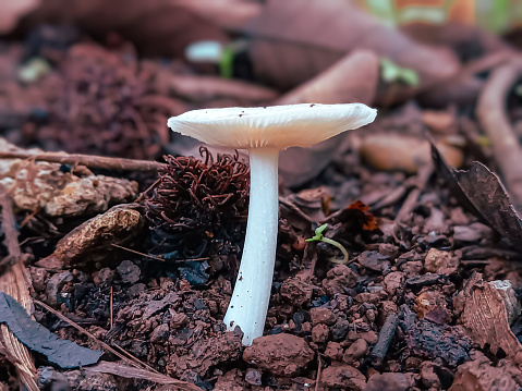 Amanita vaginata, commonly known as the grisette or the grisette amanita, is an edible mushroom in the fungus family Amanitaceae.
