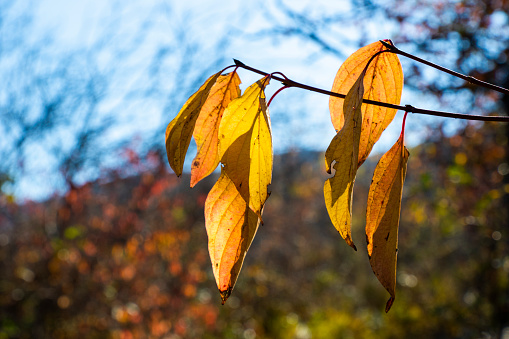 Autumn leaves on the blue sky