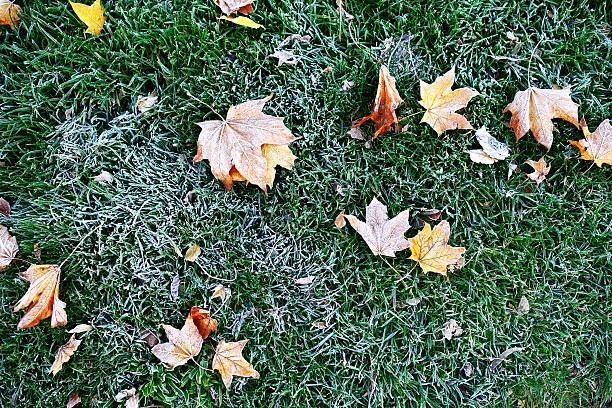 congelados outono leafs - crystallization imagens e fotografias de stock