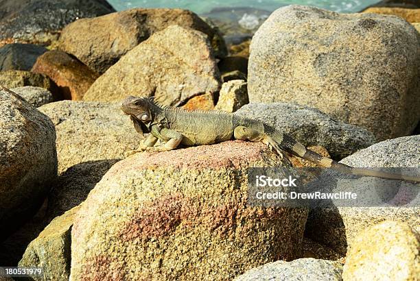 Foto de No Sol e mais fotos de stock de Anfíbio - Anfíbio, Aruba, Assistindo