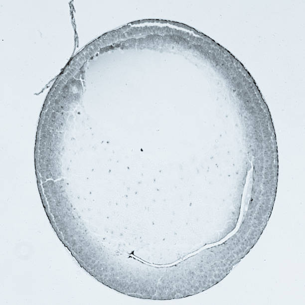 顕微鏡写真目の段階を「蛙の��卵 - daphnia water flea high scale magnification micro organism ストックフォトと画像