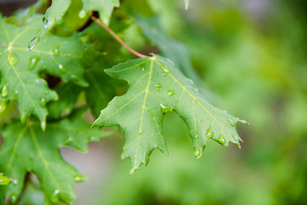 istock Green leaves with rain drops 180532166