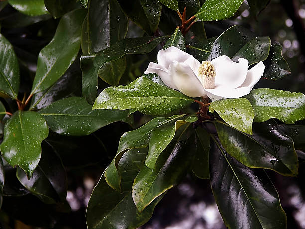 wet magnolien blüte - sweet magnolia tree blossom white stock-fotos und bilder