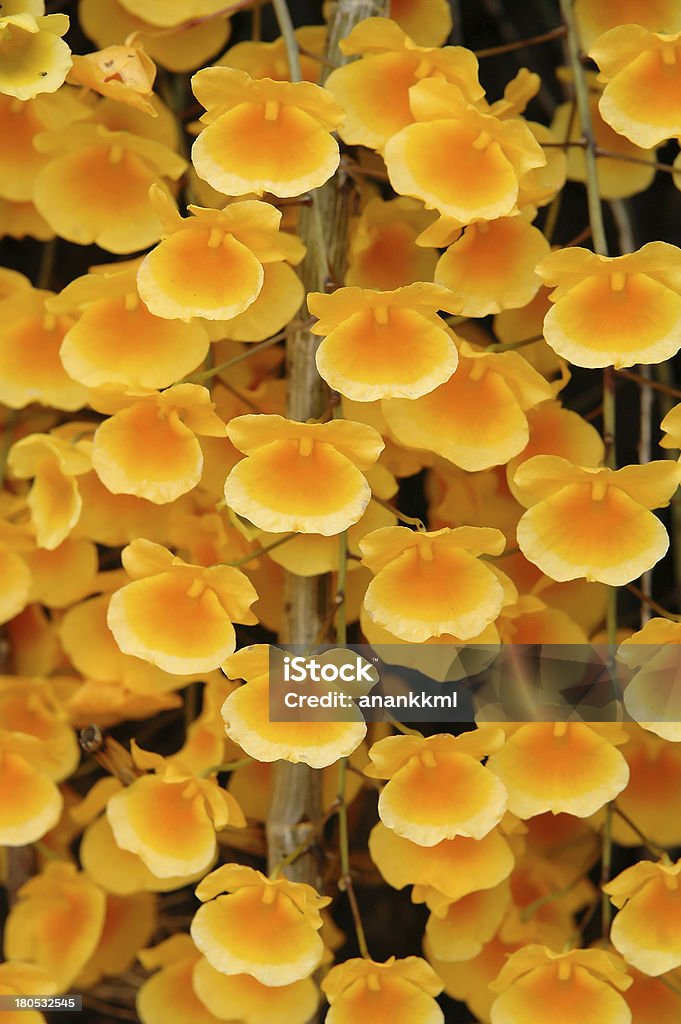 dendrobium lindleyi - Royalty-free Amarelo Foto de stock