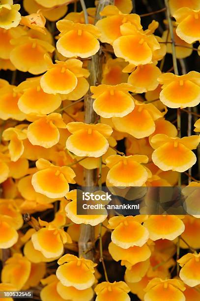 Dendrobium Lindleyi - Fotografias de stock e mais imagens de Amarelo - Amarelo, Ao Ar Livre, Beleza natural