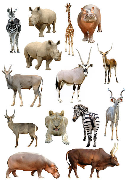 istock african animals collection isolated 180532589