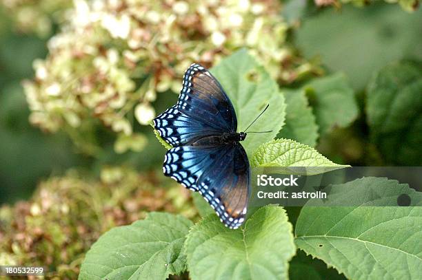 Farfalla - Fotografie stock e altre immagini di Ambientazione esterna - Ambientazione esterna, Ambientazione tranquilla, Animale