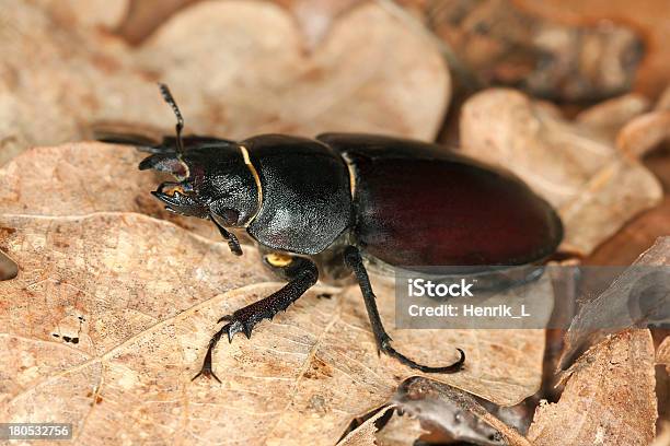 사슴벌레 Lucanus Cervus 중 참나무 잎 접사를 포토서제스트 0명에 대한 스톡 사진 및 기타 이미지 - 0명, 가까운, 갈색