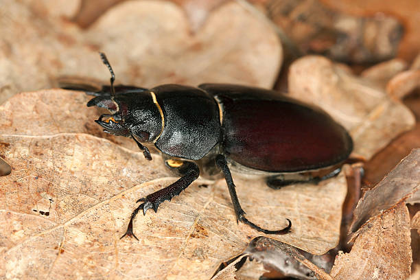 istock Stag beetle, Lucanus cervus among oak leaves, macro photo 180532756
