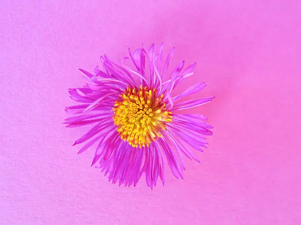 aster close-up (5)