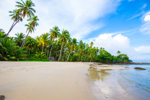 istock Island sea beach coconut palm tree against blue sky with cloud 1805328779