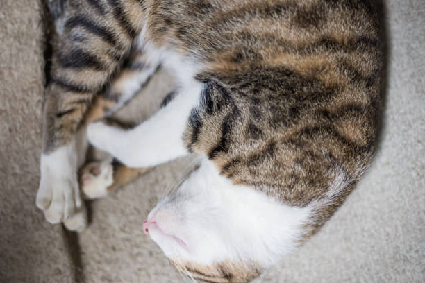 istock Traditional asian brown cat sleep on blanket 1805330389