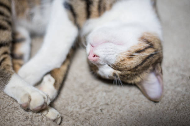 Portrait of a cute.The cat sleeps happily.