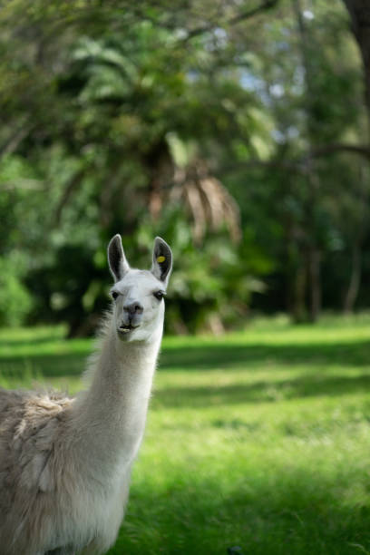 istock Funny Llama looking at the camera with space for copy. 1805330406