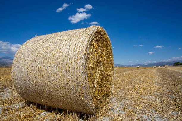 istock Straw bale in the field 1805331443