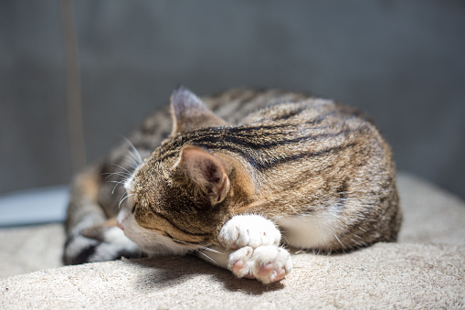 Traditional asian brown cat sleep on blanket daytime lovely animal