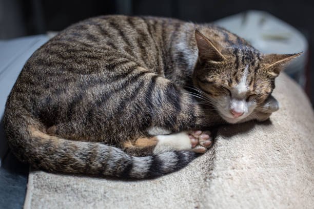 istock Traditional asian brown cat sleep on blanket 1805331972