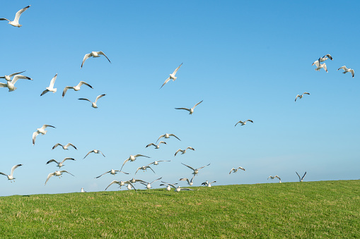 Zeemeeuwen vliegen op tegen een blauwe lucht in de winter langs de Waddendijk op Terschelling.