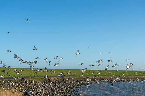 Langs de Waddendijk bij Seerijp, Terschelling vliegen Scholeksters op tegen een blauwe lucht.