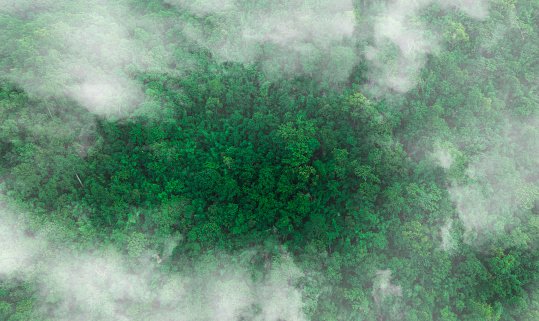 Aerial view of dark green forest with misty clouds. The rich natural ecosystem of rainforest concept of natural forest conservation and reforestation